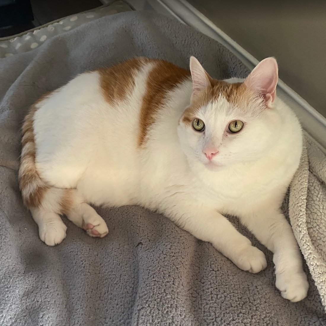 An orange and white cat lying on a dog bed, looking at the camera